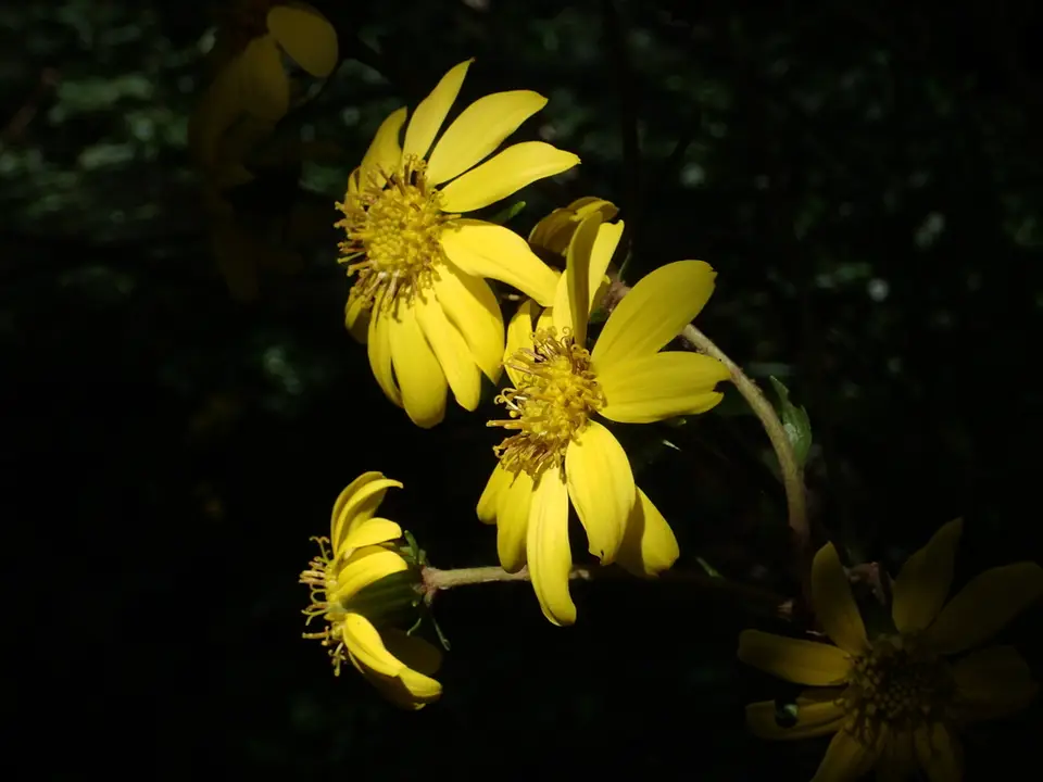 Leopard-Plant (Farfugium japonicum)