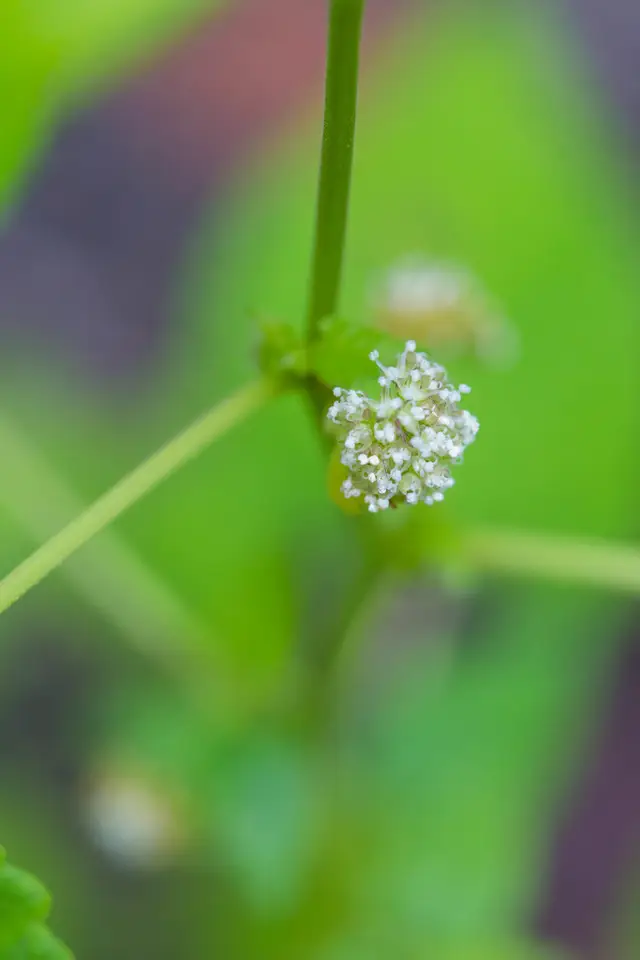Hairy Crabweed (Fatoua villosa)