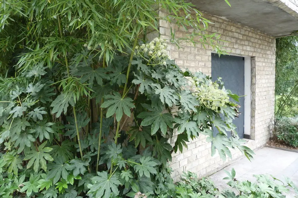 Japanese Aralia (Fatsia japonica)