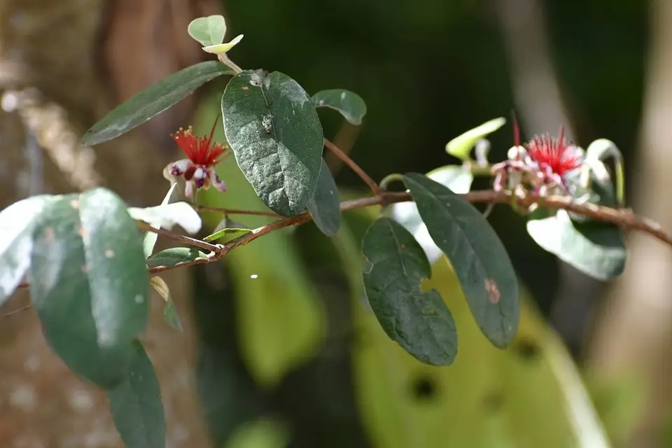 Feijoa (Feijoa sellowiana)