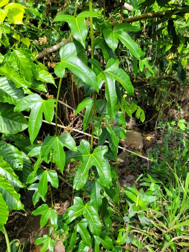Fevillea cordifolia (Fevillea cordifolia)