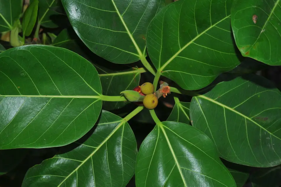 Mountain Fig (Ficus altissima)