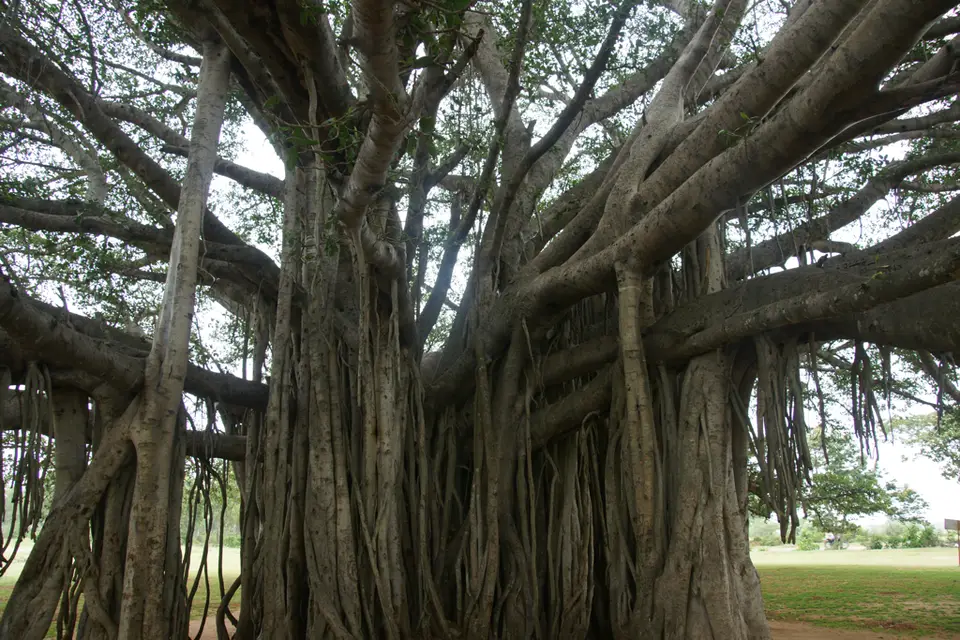 Indian Banyan (Ficus benghalensis)