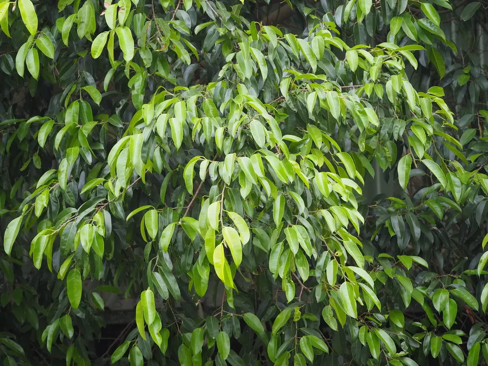 Weeping Fig (Ficus benjamina)