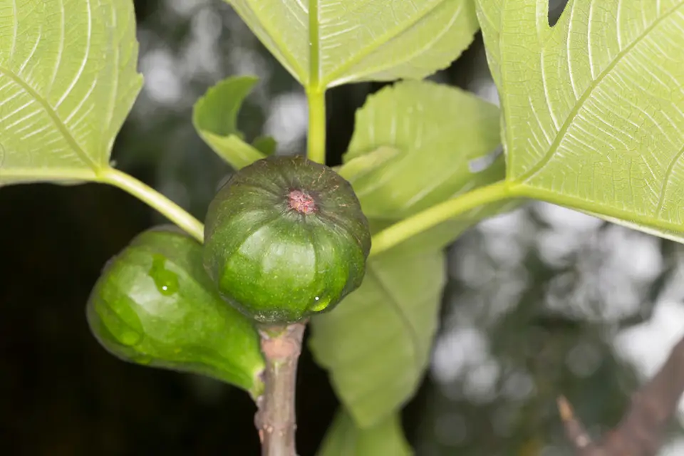 Common Fig (Ficus carica)