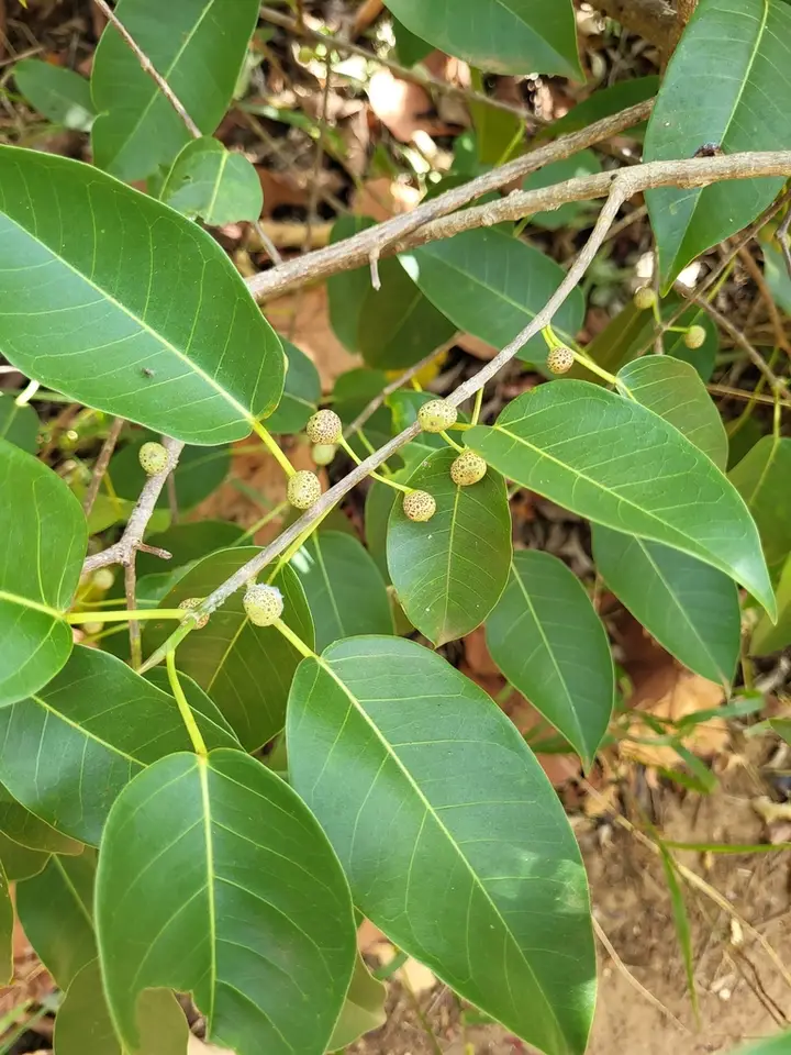 Shortleaf Fig (Ficus citrifolia)