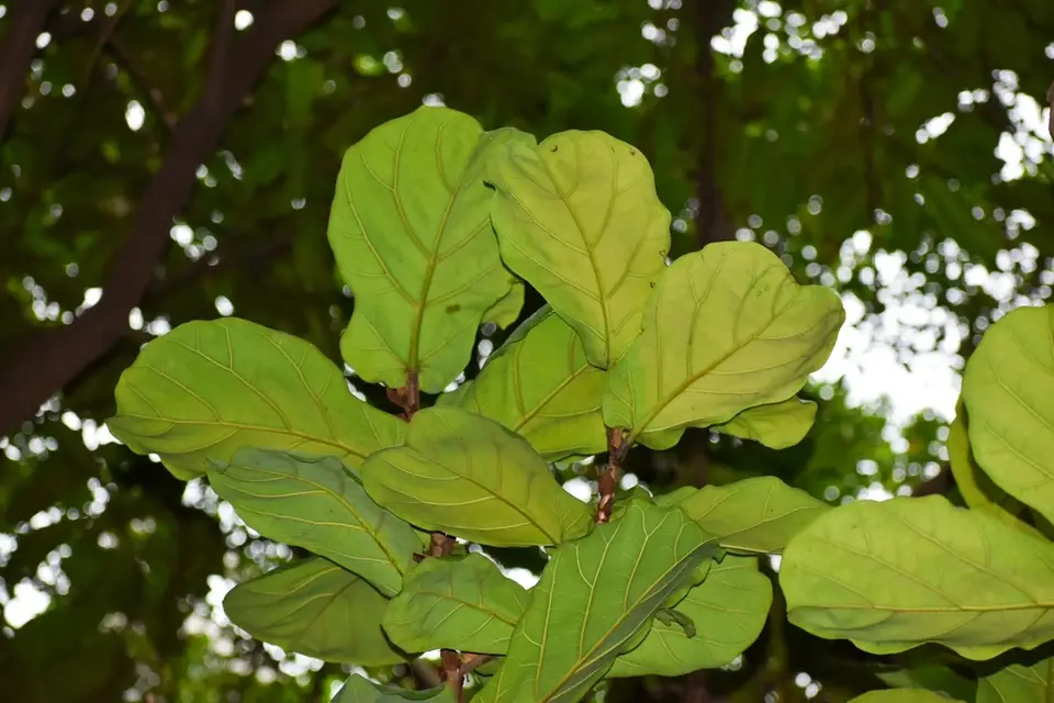 Fiddle-Leaf Fig (Ficus lyrata)