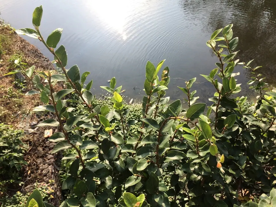 Climbing Fig (Ficus pumila)