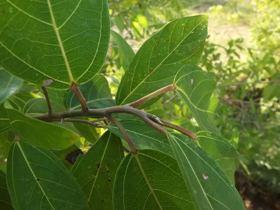 Cluster Fig (Ficus racemosa)