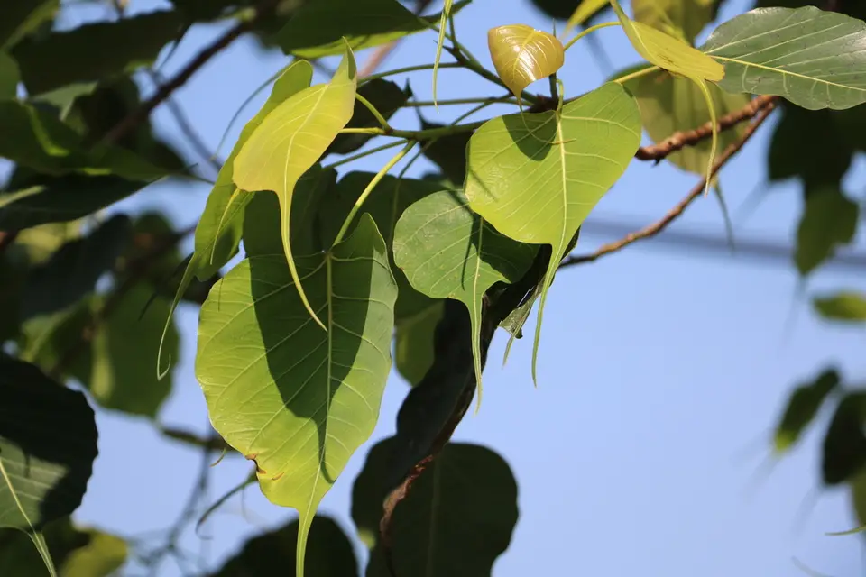 Sacred Fig (Ficus religiosa)