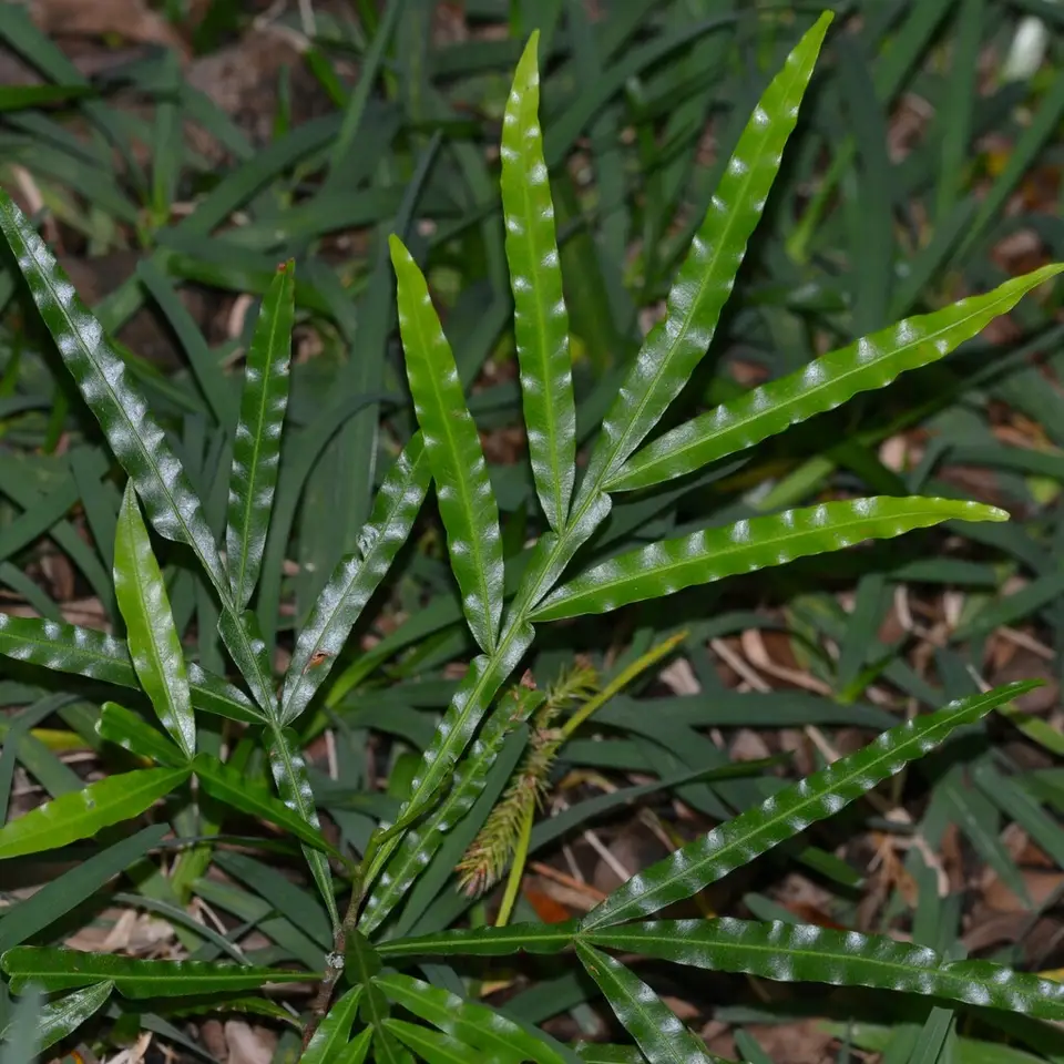 Fern Tree (Filicium decipiens)