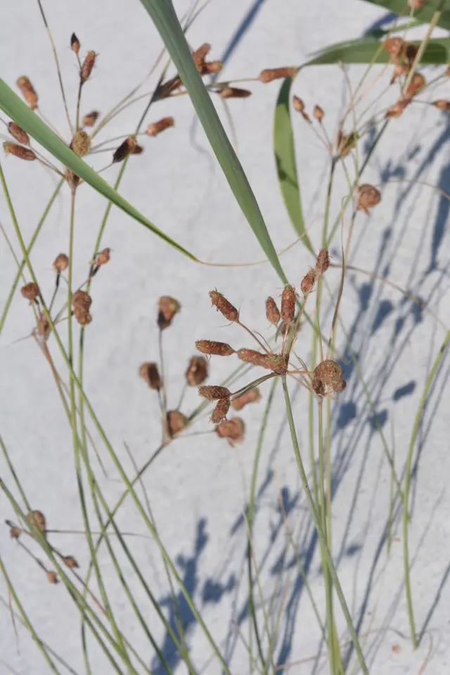 Carolina Fimbry (Fimbristylis caroliniana)