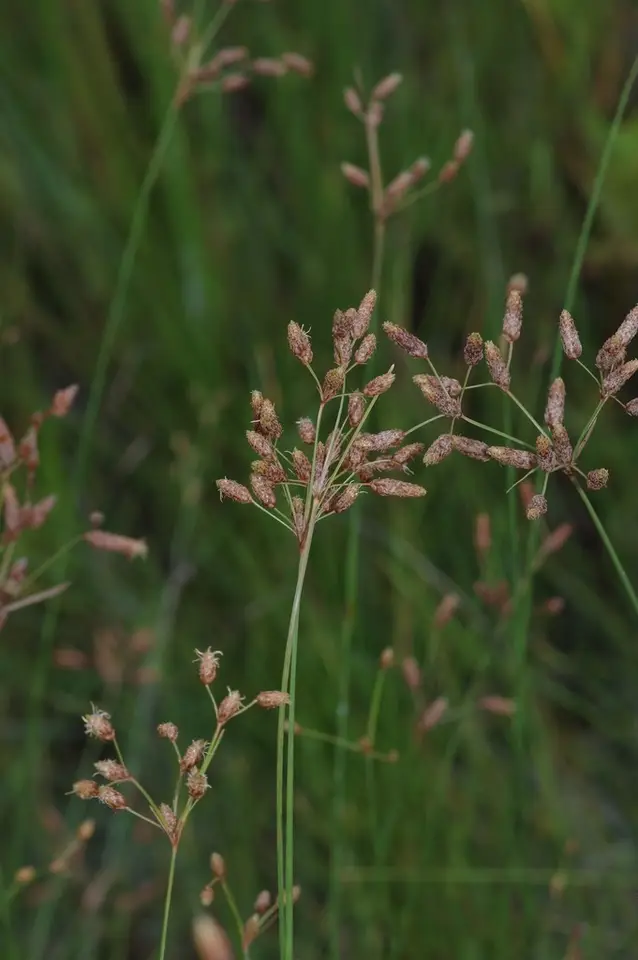 Marsh Fimbry (Fimbristylis castanea)