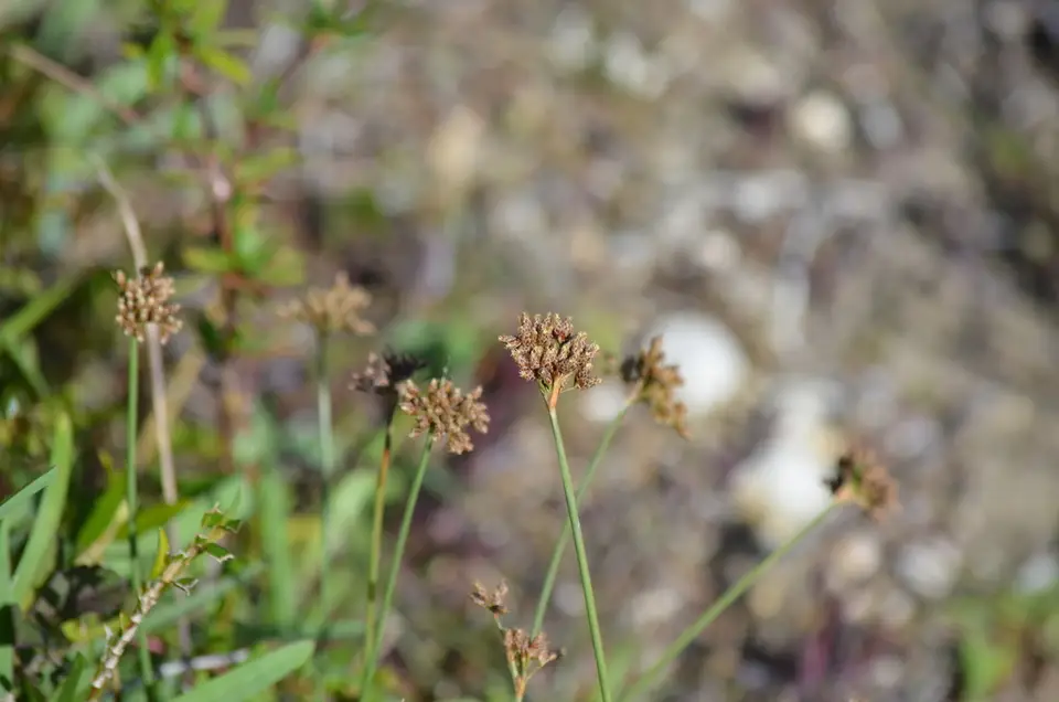 Hurricanegrass (Fimbristylis cymosa)