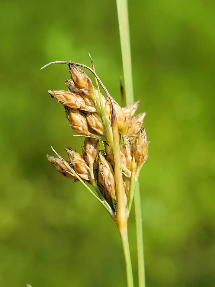 Common Fringe-Rush (Fimbristylis dichotoma)