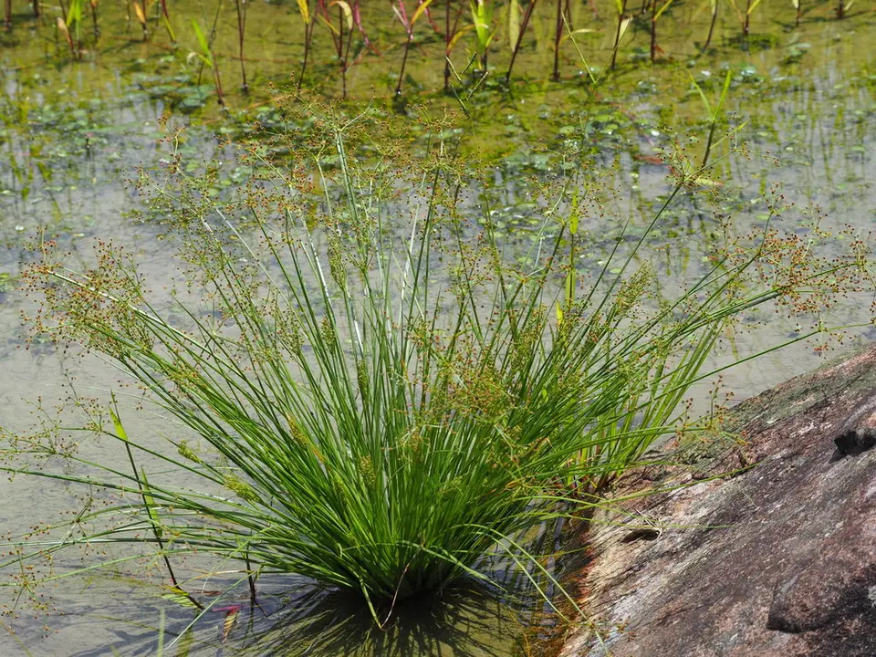 Grass-Like Fimbry (Fimbristylis littoralis)