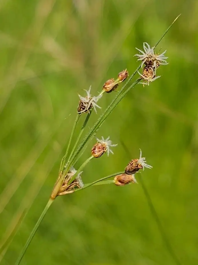 Hairy Fimbristylis (Fimbristylis puberula)