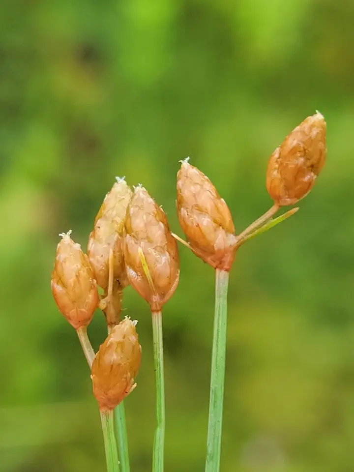 Ditch Fimbry (Fimbristylis schoenoides)
