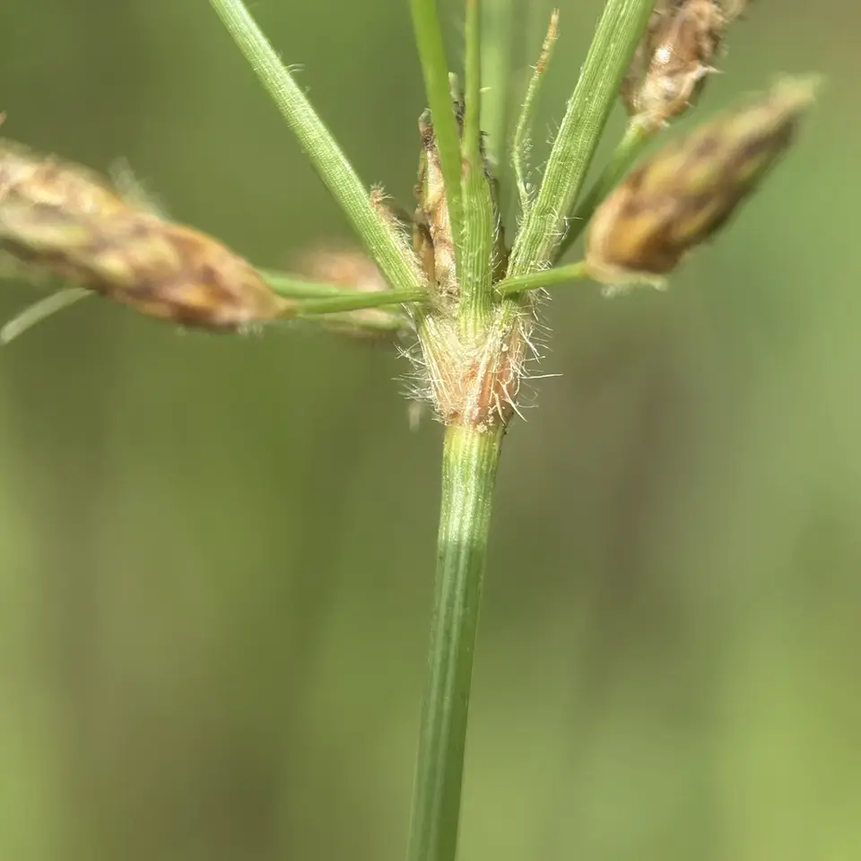 Fimbristylis tomentosa (Fimbristylis tomentosa)