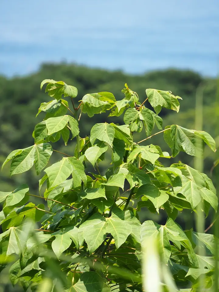 Chinese Parasol Tree (Firmiana simplex)