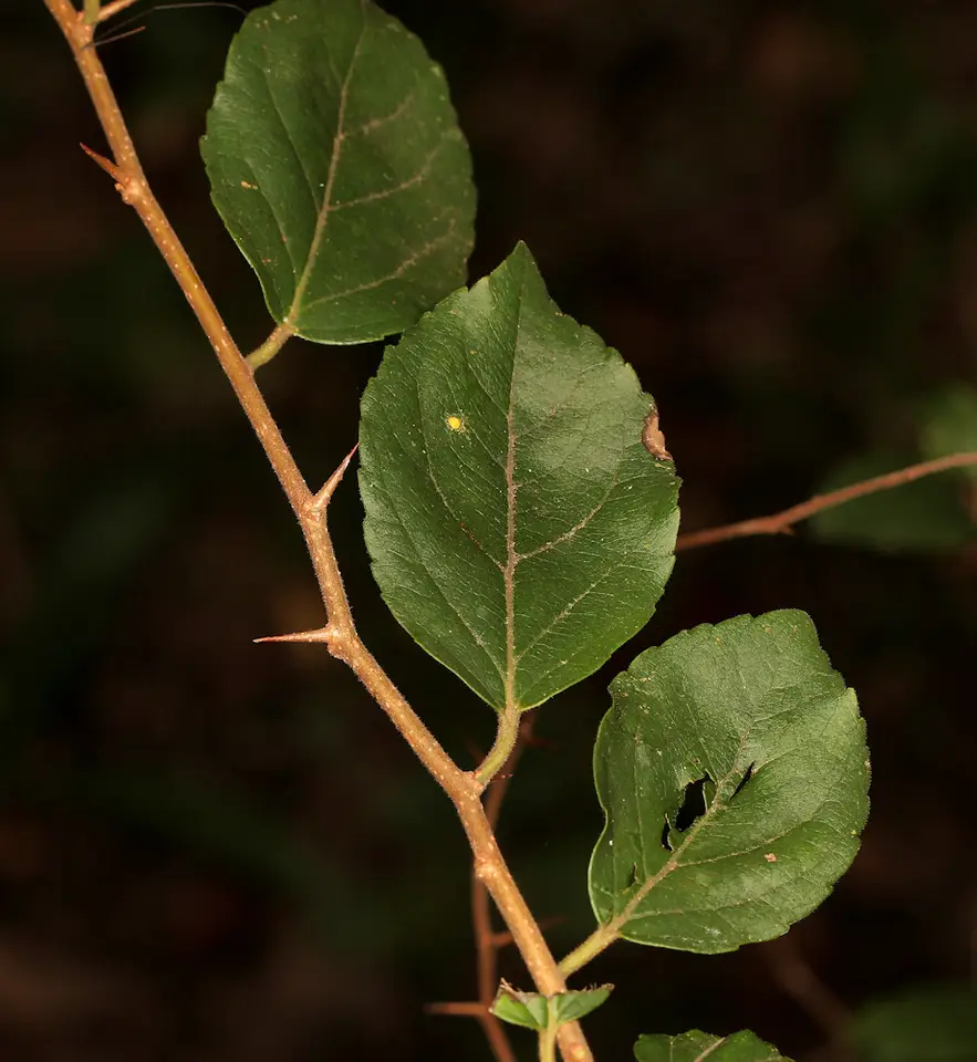 Governors-Plum (Flacourtia indica)