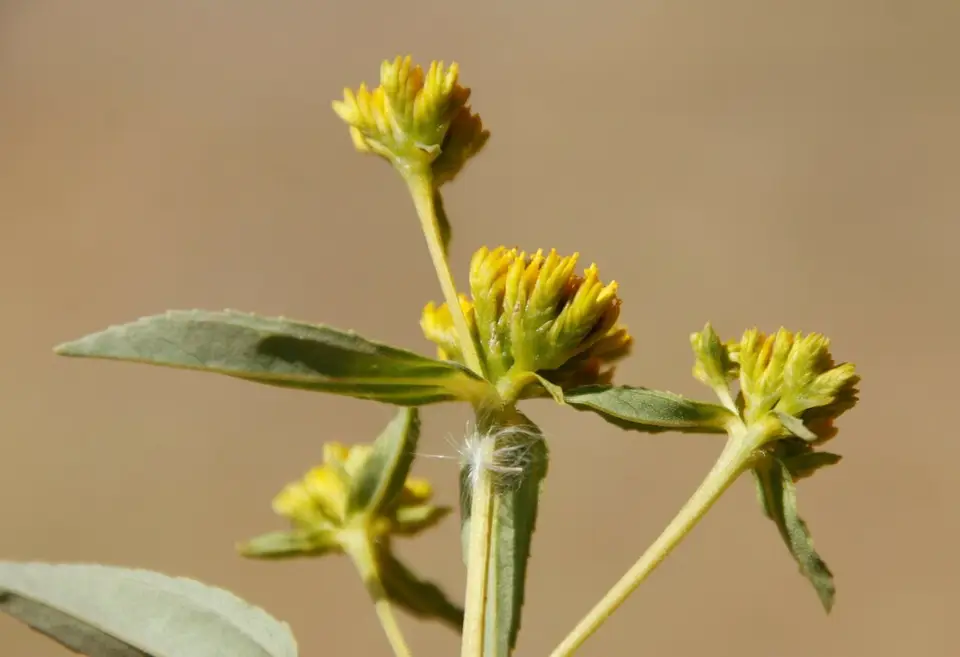 Speedyweed (Flaveria bidentis)