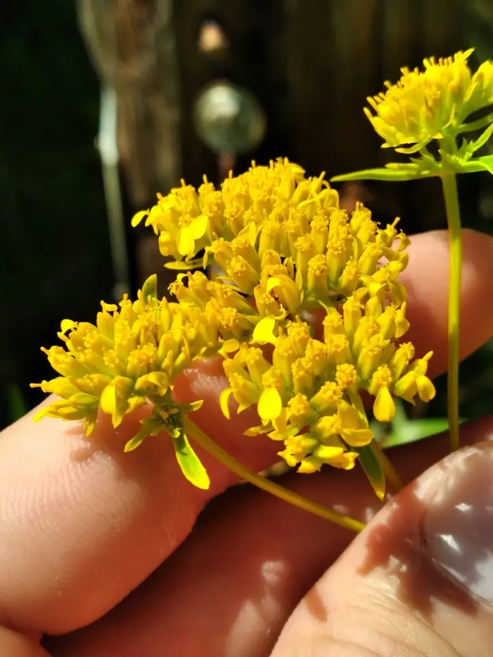 Florida Yellowtops (Flaveria floridana)