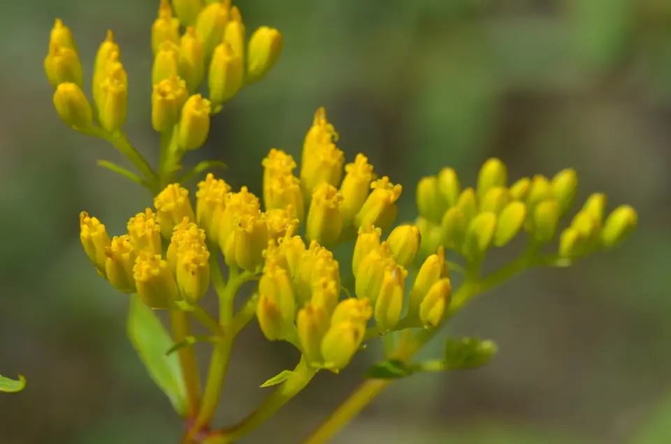 Narrowleaf Yellowtops (Flaveria linearis)