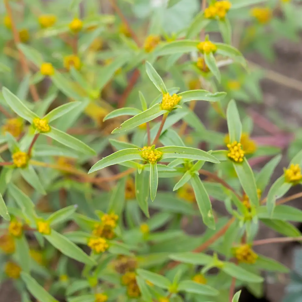 Clustered Yellowtops (Flaveria trinervia)