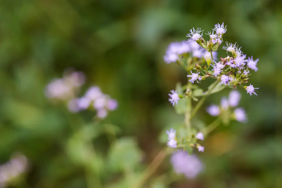 Pink Thoroughwort (Fleischmannia incarnata)