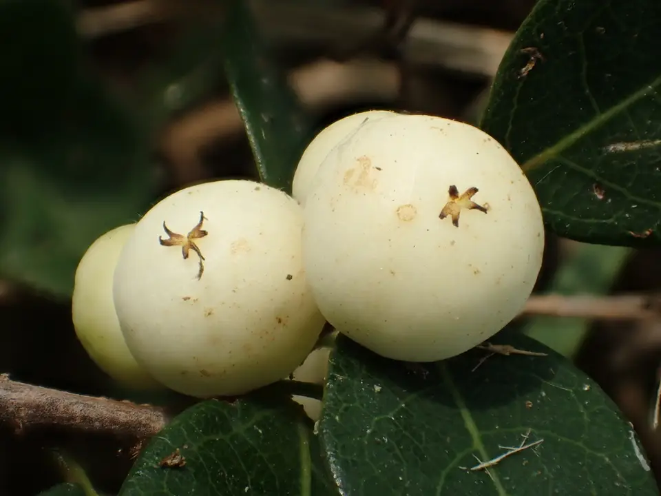 Snowberrytree (Flueggea virosa)