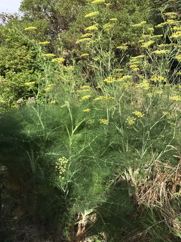 Fennel (Foeniculum vulgare)