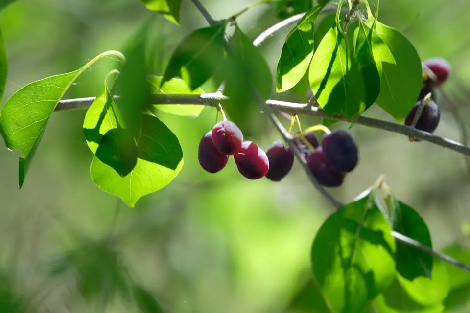 Eastern Swamp Forestiera (Forestiera acuminata)
