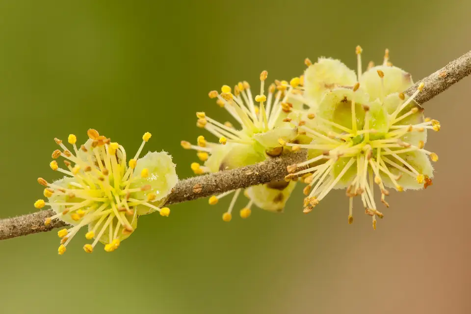 Godfrey's Forestiera (Forestiera godfreyi)