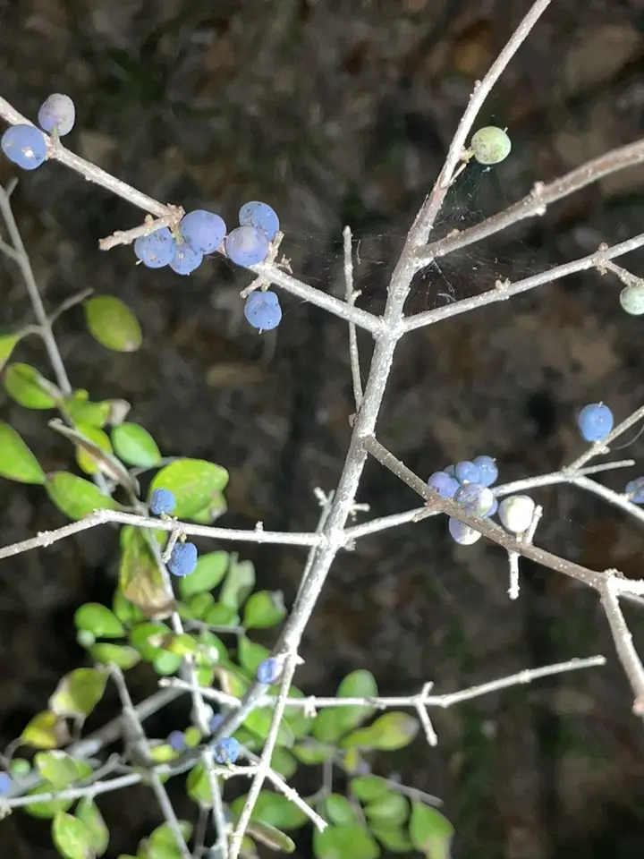 Southern Glade Forestiera (Forestiera ligustrina)