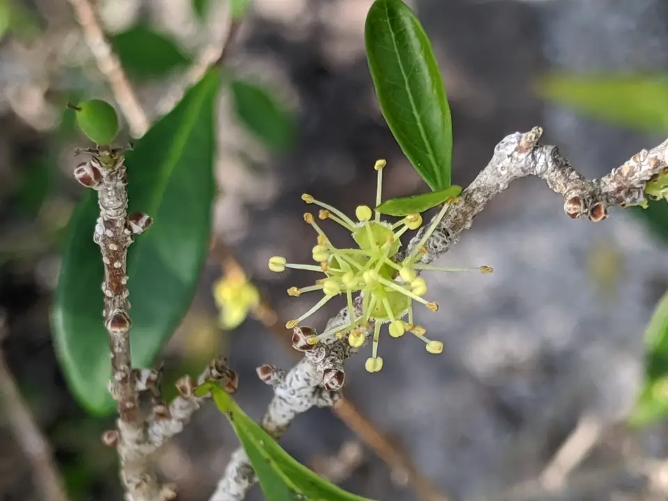 Florida Forestiera (Forestiera segregata)