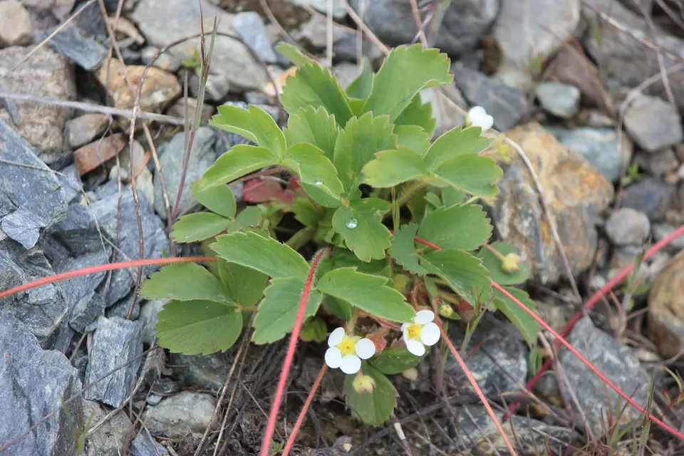 Virginia Strawberry (Fragaria virginiana)