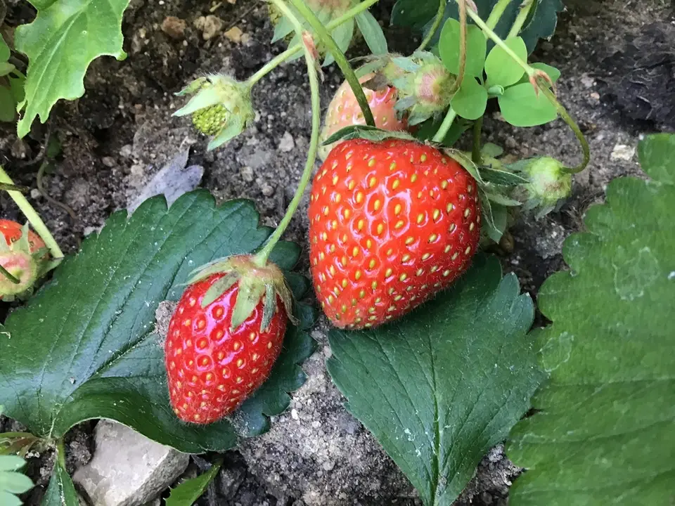 Garden Strawberry (Fragaria × ananassa)