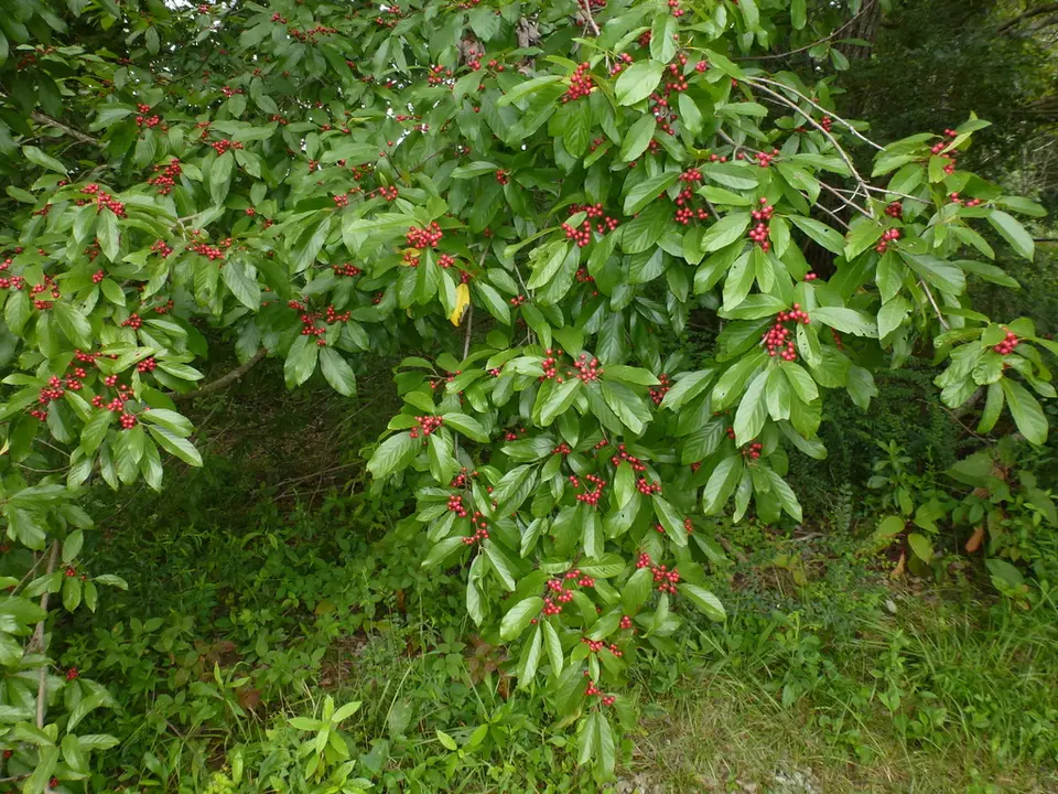 Carolina Buckthorn (Frangula caroliniana)
