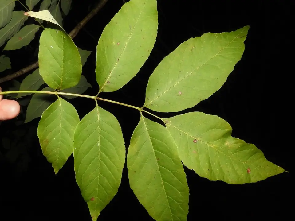 White Ash (Fraxinus americana)