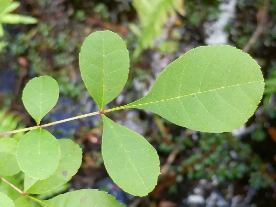 Pop Ash (Fraxinus caroliniana)