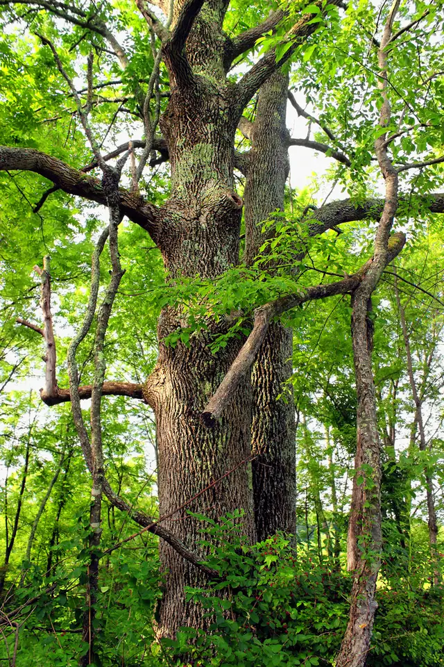 Green Ash (Fraxinus pennsylvanica)