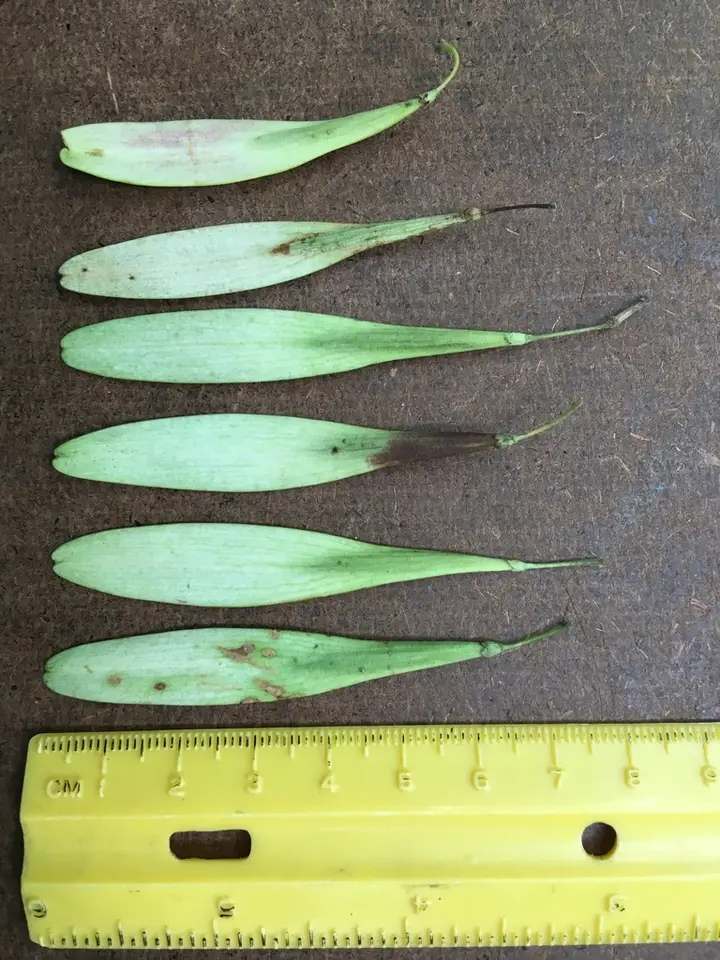 Pumpkin Ash (Fraxinus profunda)