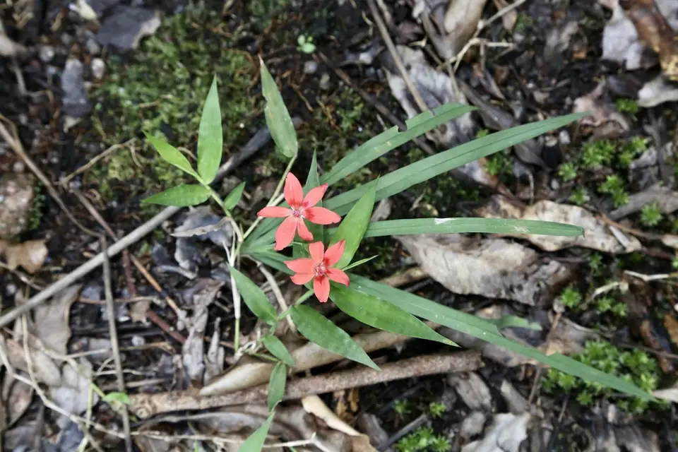 Scarlet Kammetjie (Freesia laxa)