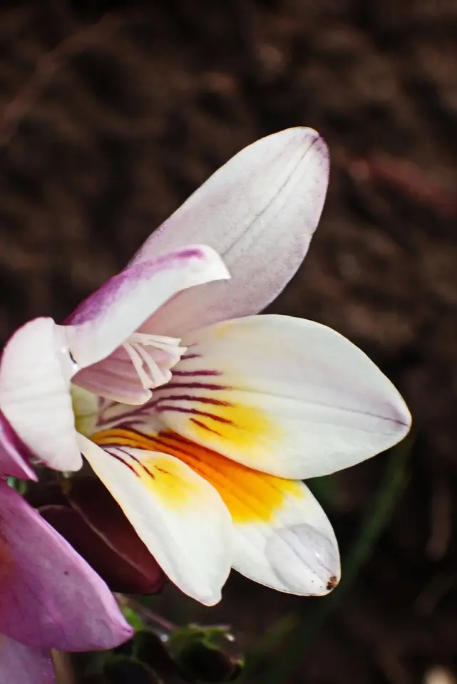 Dune Kammetjie (Freesia leichtlinii)