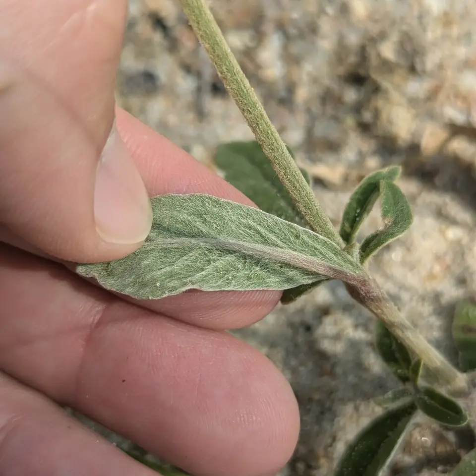 Plains Snakecotton (Froelichia floridana)