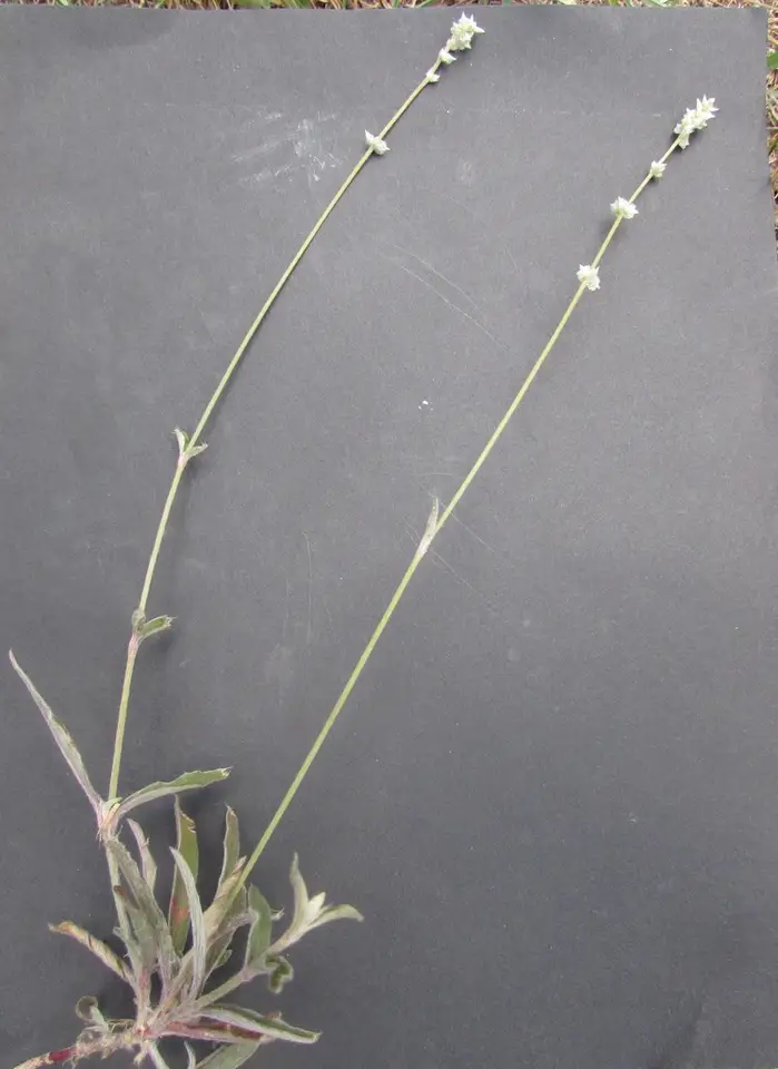Slender Snakecotton (Froelichia gracilis)
