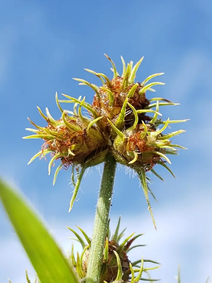 Saltmarsh Umbrella-Sedge (Fuirena breviseta)
