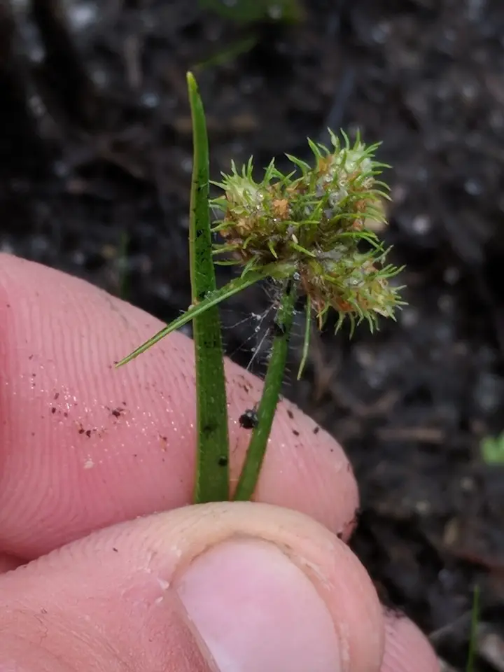 Dwarf Umbrella-Sedge (Fuirena pumila)