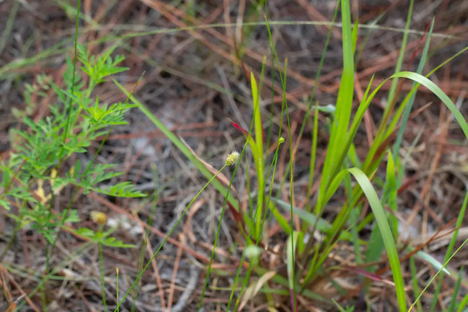 Southern Umbrella-Sedge (Fuirena scirpoidea)